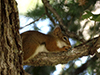 American red squirrel