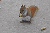 American red squirrel