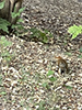 American red squirrel