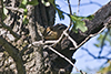 eastern chipmunk