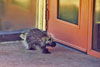 North American porcupine