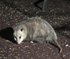 Virginia opossum