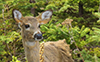 White-tailed Deer