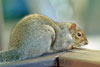 eastern gray squirrel