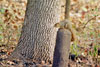 Eastern Fox Squirrel