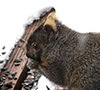 Eastern Fox Squirrel