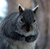 eastern gray squirrel