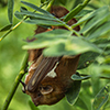 Eastern Red Bat