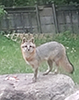 gray fox