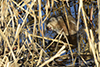 muskrat