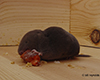 northern short-tailed shrew
