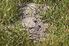 plains pocket gopher