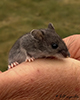 prairie deer mouse