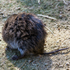 Western Meadow Vole