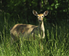 white-tailed deer
