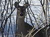 white-tailed deer