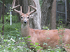 white-tailed deer