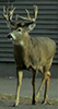 white-tailed deer