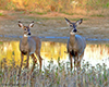 white-tailed deer