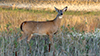 white-tailed deer