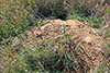 woodchuck
