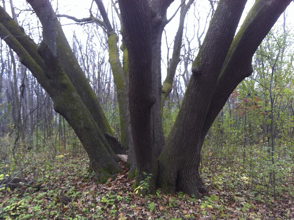 Minnesota Seasons - American basswood