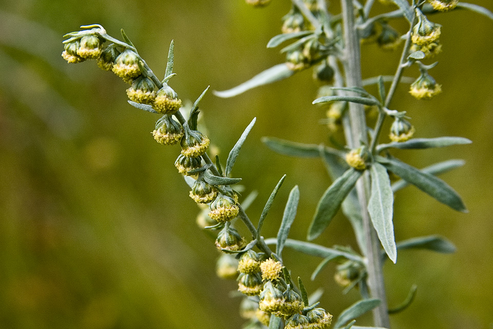 Minnesota Seasons absinth wormwood