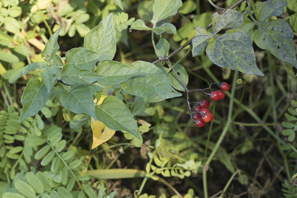 Minnesota Seasons bittersweet nightshade