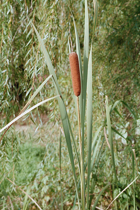 Minnesota Seasons broadleaved cattail