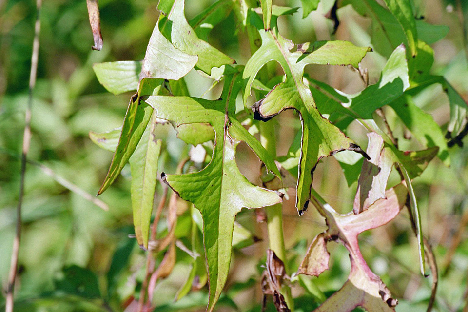 Minnesota Seasons Canada lettuce