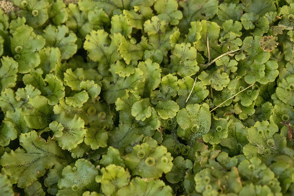 Liverwort Plant Yesterday For The First Time I Visited The Only Part Liverwort Plant Yesterday For The First Time I Visited The Only Part