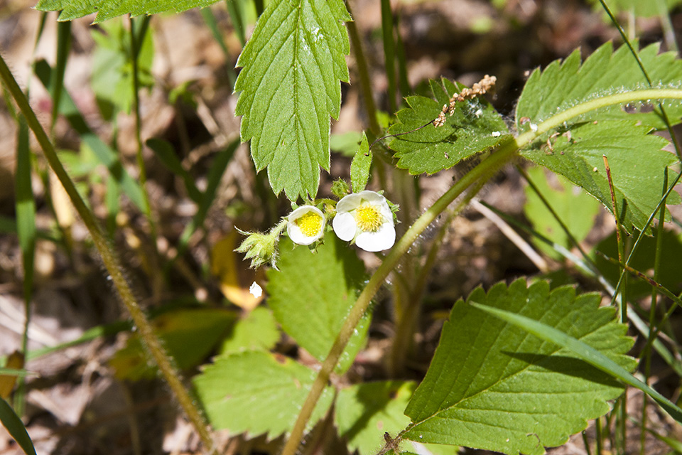 Minnesota Seasons common strawberry
