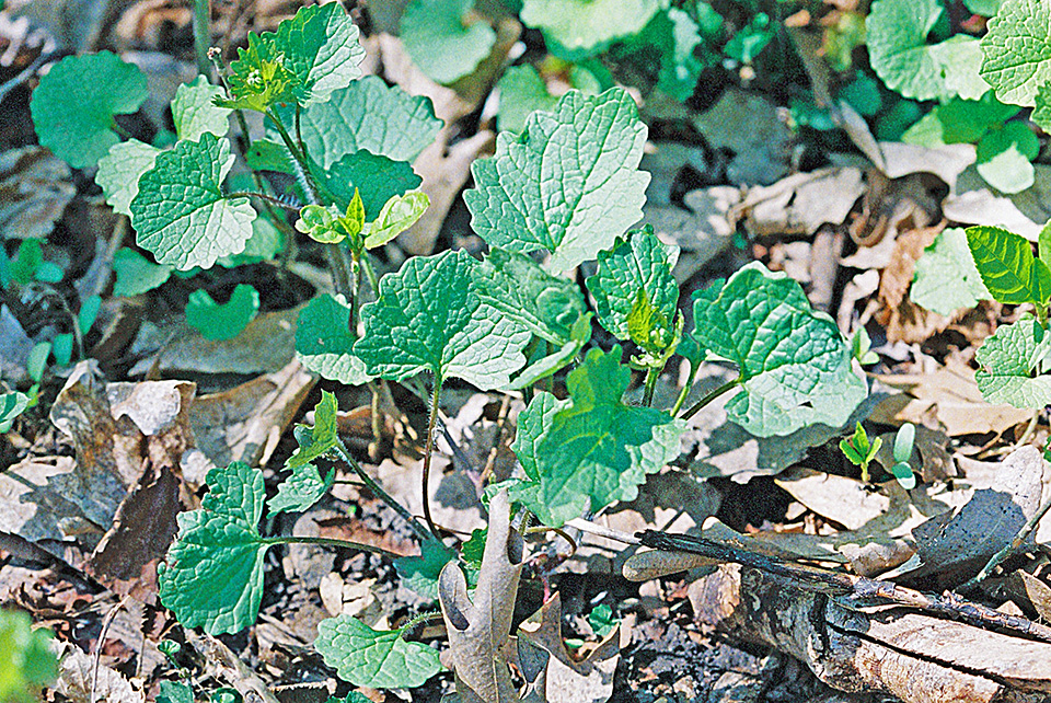 Minnesota Seasons garlic mustard