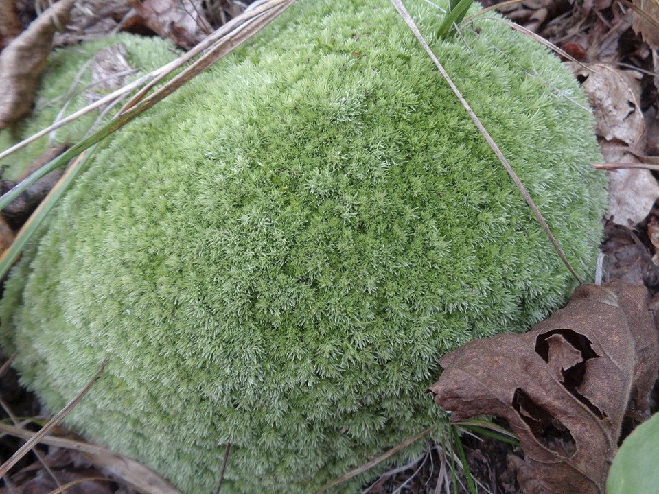Minnesota Seasons - pincushion moss