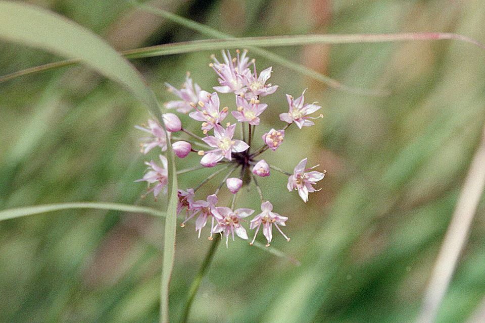 Minnesota Seasons prairie onion