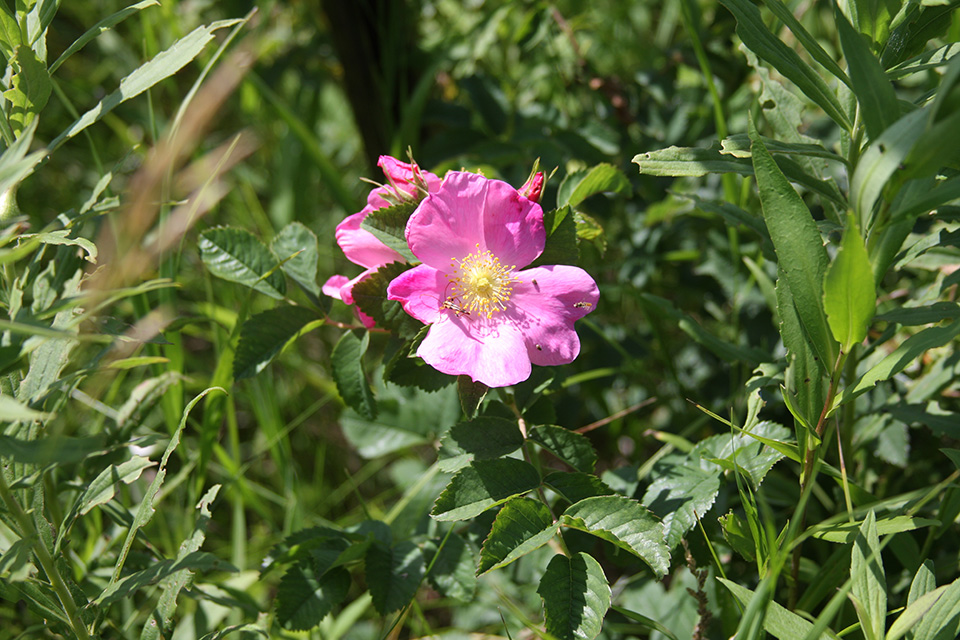 Minnesota Seasons prairie rose