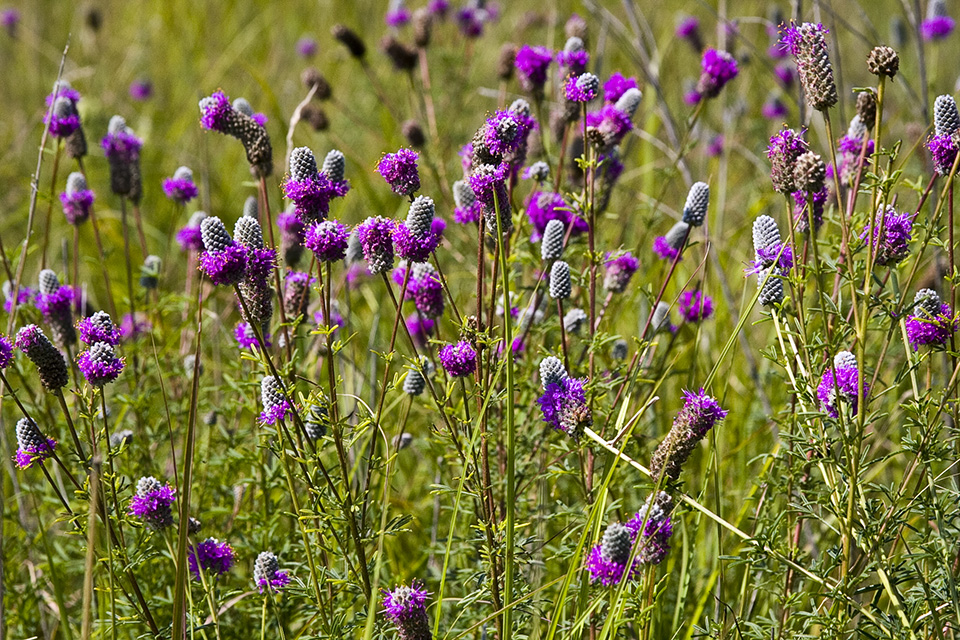 Minnesota Seasons - purple prairie clover