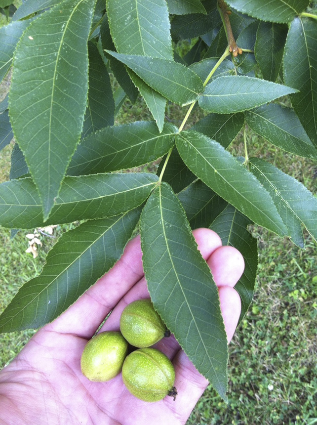 Minnesota Seasons red hickory