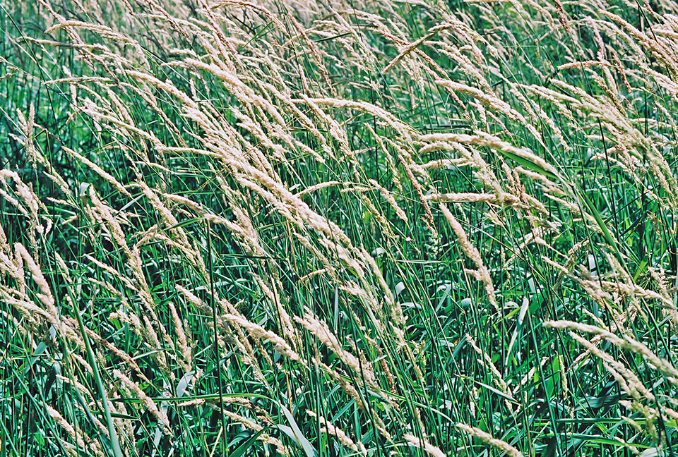 Minnesota Seasons reed canary grass