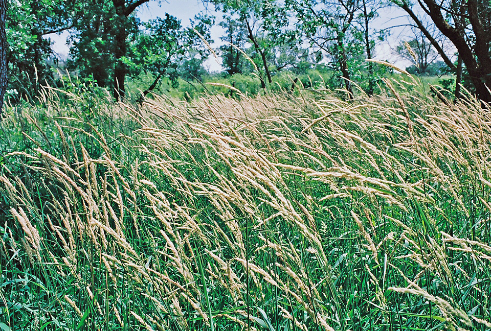 Minnesota Seasons reed canary grass