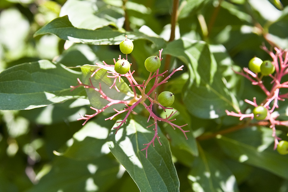 Minnesota Seasons silky dogwood