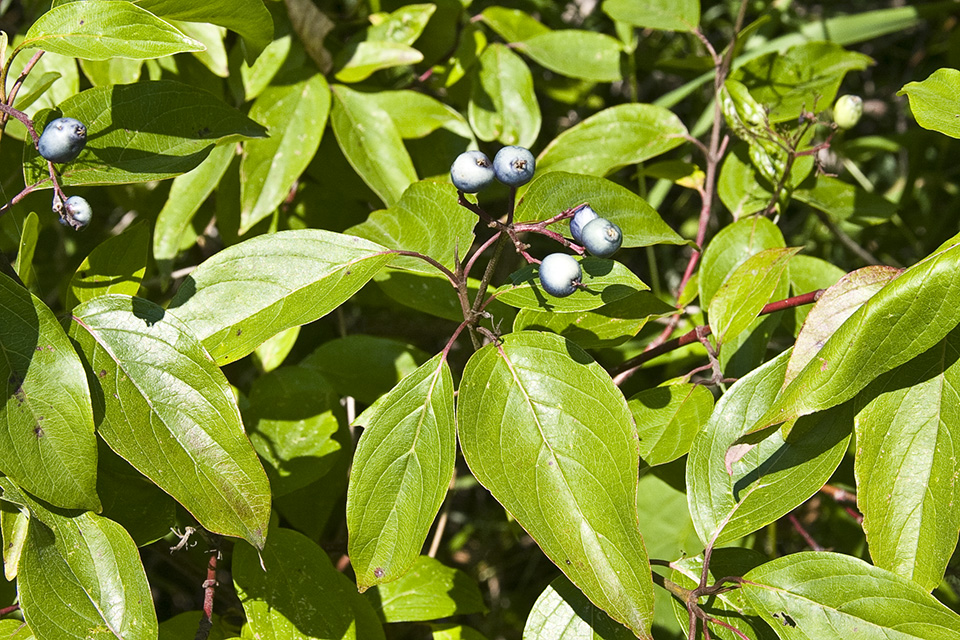 Minnesota Seasons silky dogwood