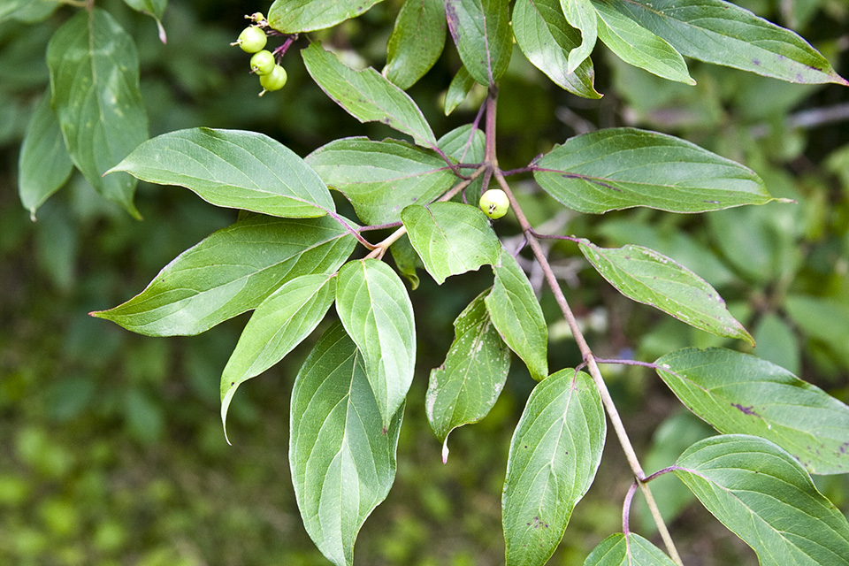 Minnesota Seasons silky dogwood