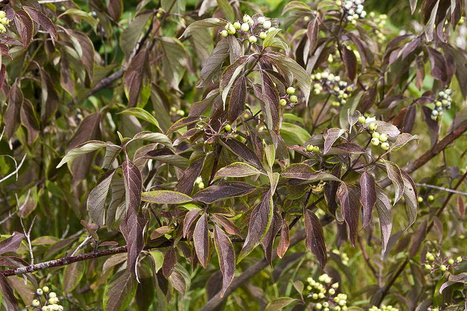 Minnesota Seasons silky dogwood