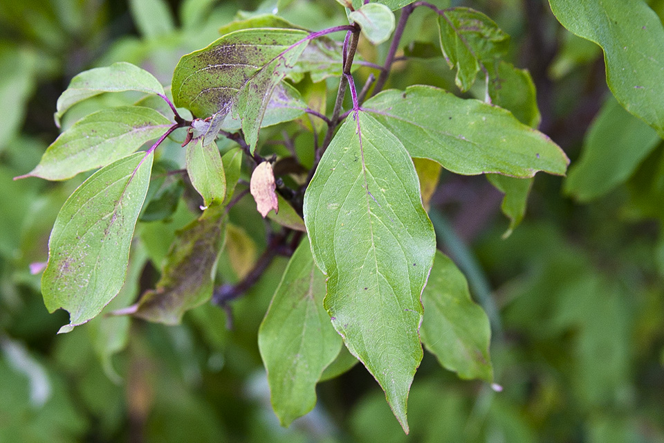 Minnesota Seasons silky dogwood
