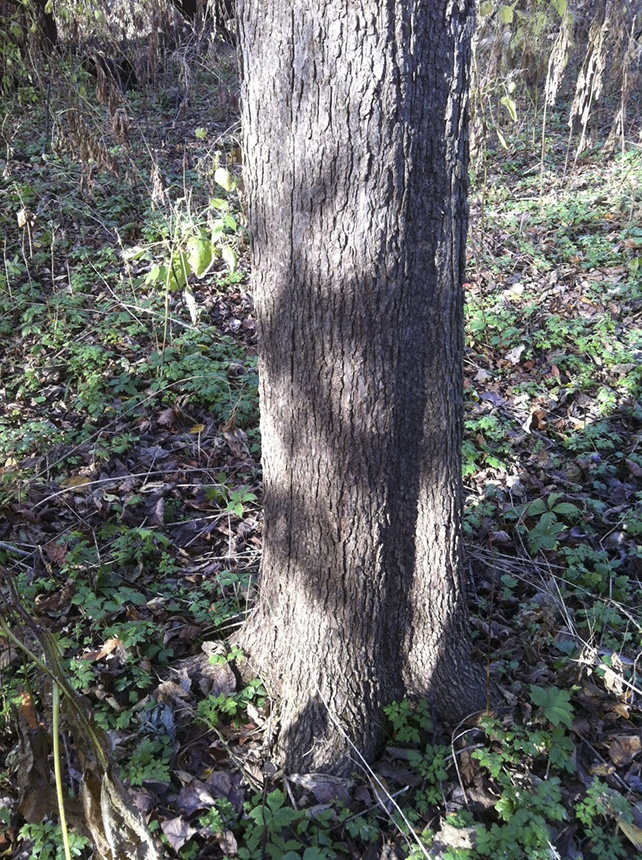 Slippery elm – Delaware Trees