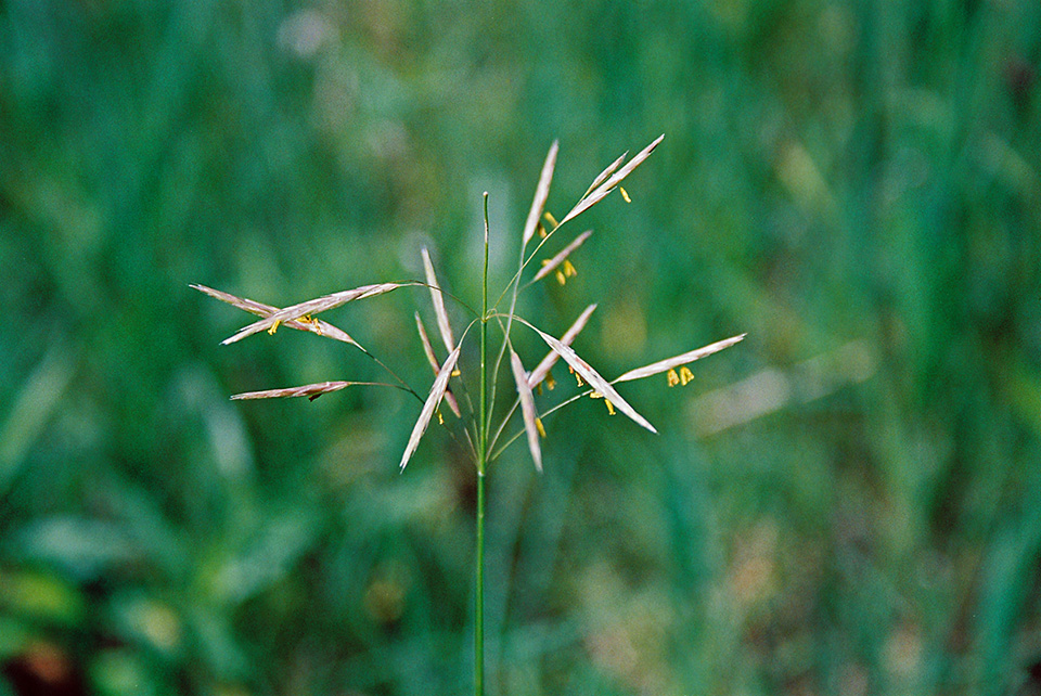 Smooth Brome (Bromus inermis) - Mississippi National River