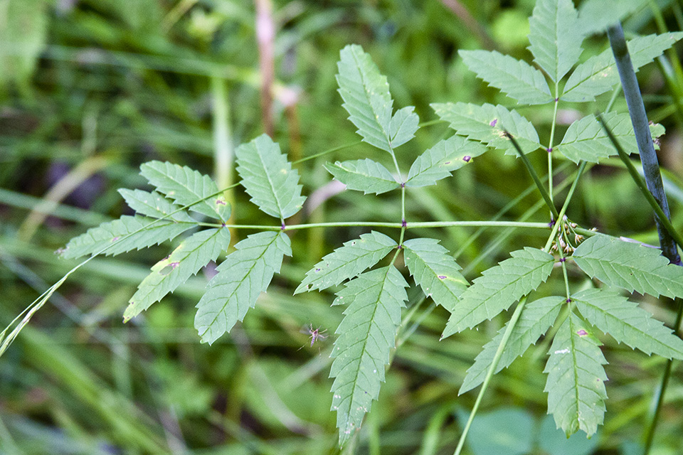 Minnesota Seasons spotted water hemlock