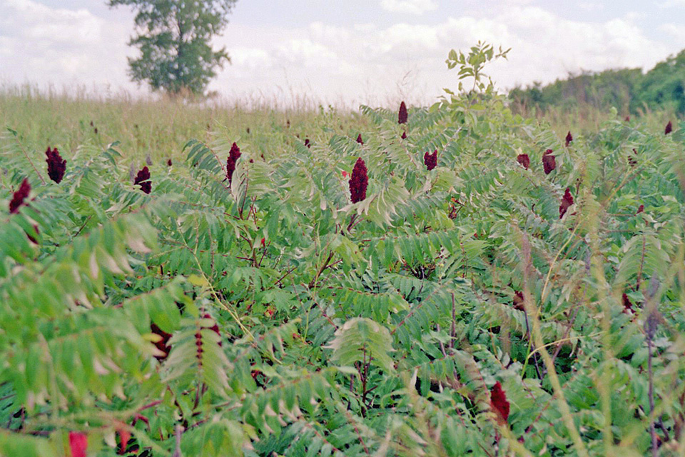 Minnesota Seasons staghorn sumac