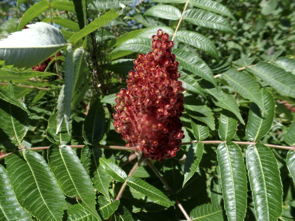 Minnesota Seasons Staghorn Sumac,How To Store Basil After Picking